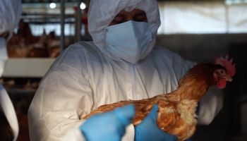 Cuatro millones de dosis contra influenza aviar llegaron a Ecuador