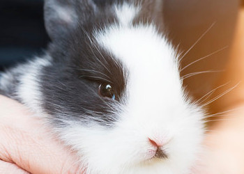 Requisitos Sanitario para la importación de conejos procedentes de Brasil
