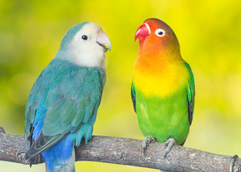 Requisitos zoosanitarios para la importación de aves ornamentales desde Estados Unidos