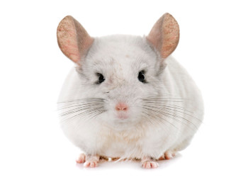 Requisitos Sanitarios para la importación de chinchillas procedentes de Brasil